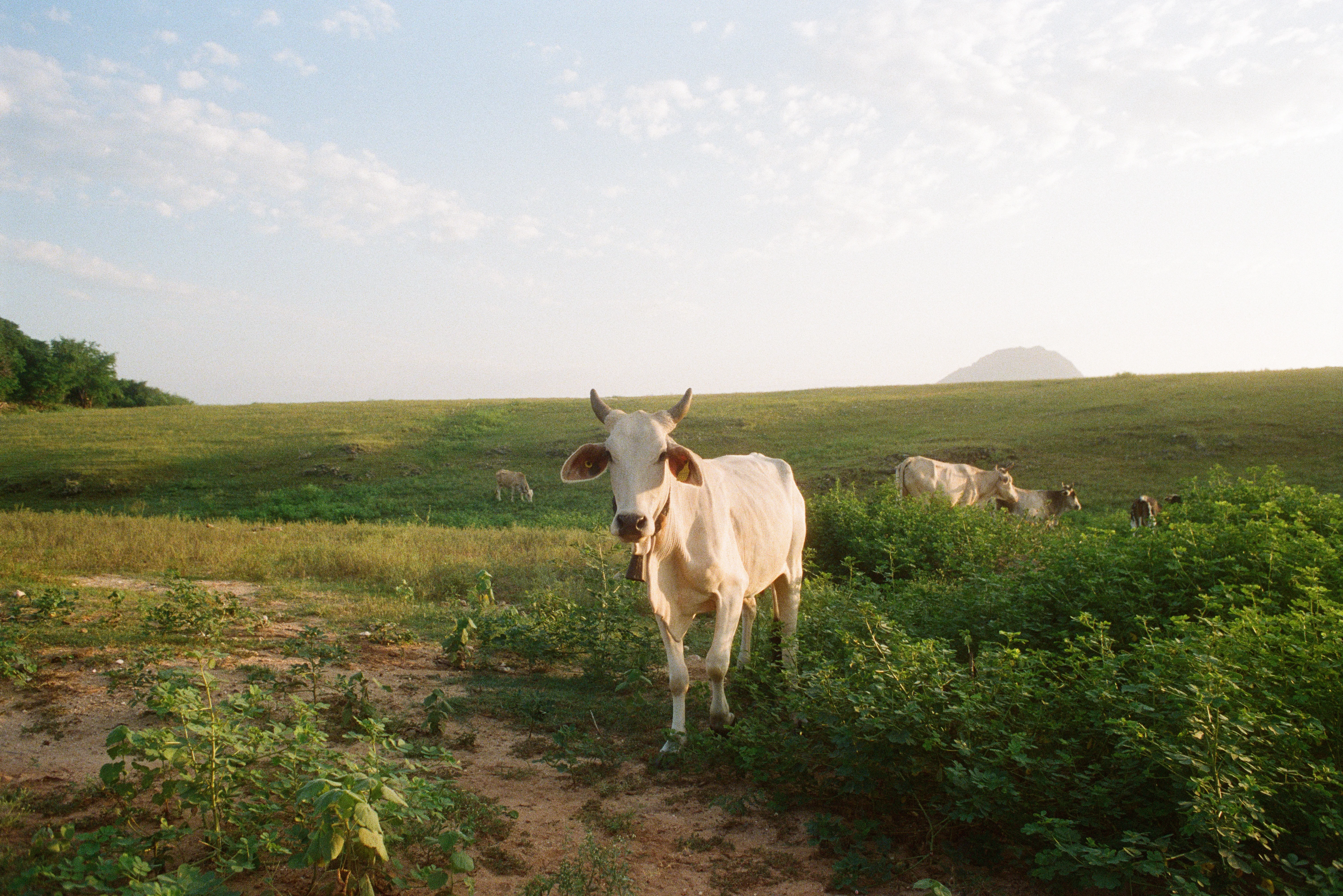 Featured photo: 20231004_3_Pantera_Portra800_30